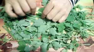 ЧИСТОТЕЛ ТРАВА. ЦЕЛЕБНЫЕ СВОЙСТВА ЯДОВИТОГО РАСТЕНИЯ