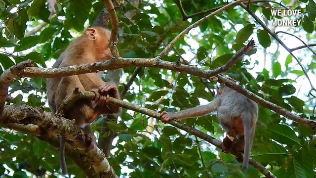 So Good Baby Monkey Rex Hard Playing With Pigtail Monkey Robert смотреть онлайн