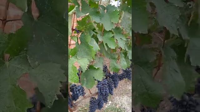 Обзор технического сорта винограда Пино Нуар. смотреть онлайн