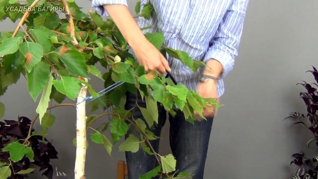 Бонсай из березы (ч.6). смотреть онлайн