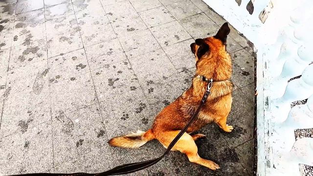 ▶️ Погода Ветклиника Море Ялта / Жизнь в Ялте смотреть онлайн