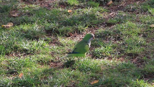 Испания. Попугаи в Барселоне смотреть онлайн