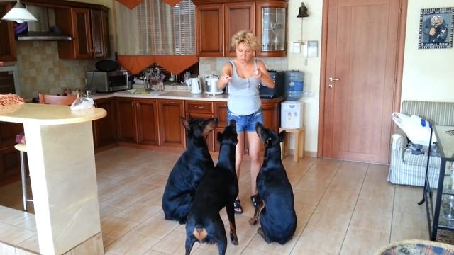 СТАЯ 3 / доберманы / Dobermann terriers in pack смотреть онлайн