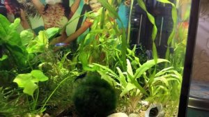 Аквариум 10л содержание и уход