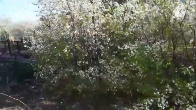 #дача #обзор Обзор моего сада в мае месяце смотреть онлайн