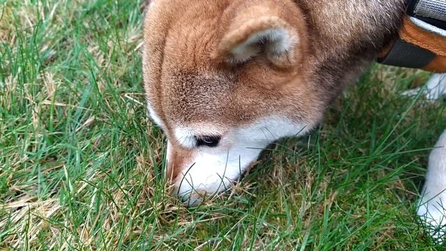 Cookie steals squirrel nuts смотреть онлайн