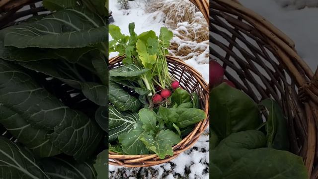 Витаминная продуктовая корзина из теплицы в феврале смотреть онлайн