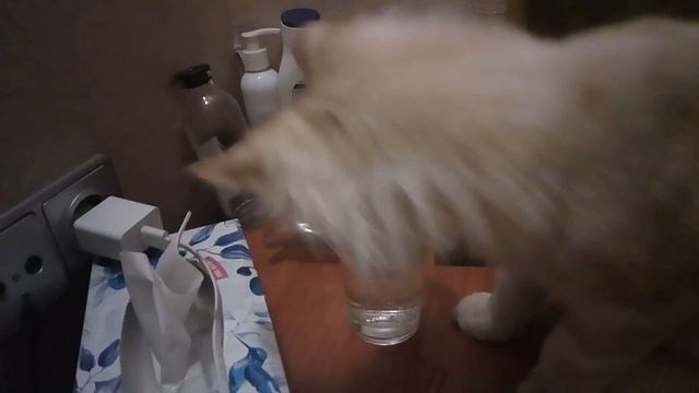 Мейн Кун Астероид 3 месяца пьет из папиного стакана смотреть онлайн