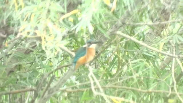 ОБЫКНОВЕННЫЙ ЗИМОРОДОК смотреть онлайн