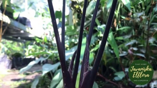 Alocasia antoro velvet #alocasiaantorovelvet #alocasia #aroid