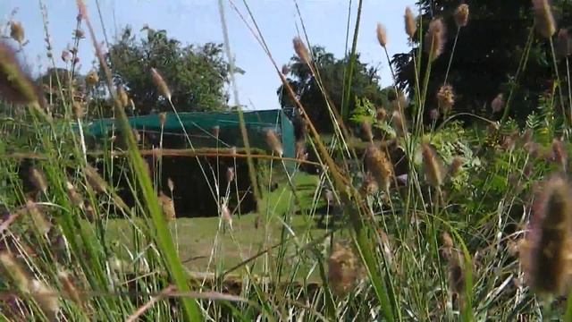pennisetum thunbergii red buttons смотреть онлайн