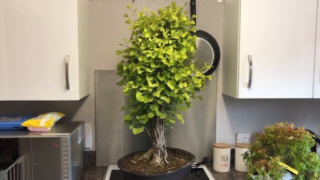 Ginkgo Biloba Bonsai Tree 360 Video