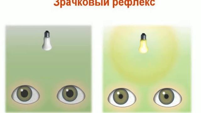 Строение и функции органа зрения смотреть онлайн