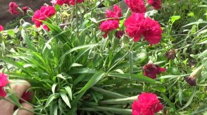 Гвоздика, хранение зимой.