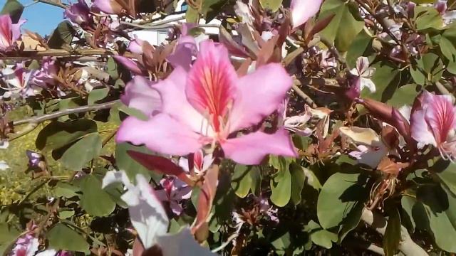 arbol de magnolia en flor смотреть онлайн