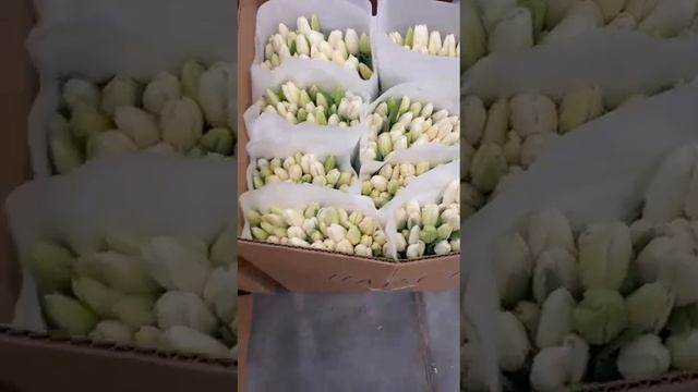 Свежие тюльпаны сезона 2023 года