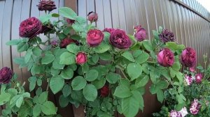 Плетистые розы. Souvenir du Docteur Jamain (Сувенир Дю Доктёр Жамэн)