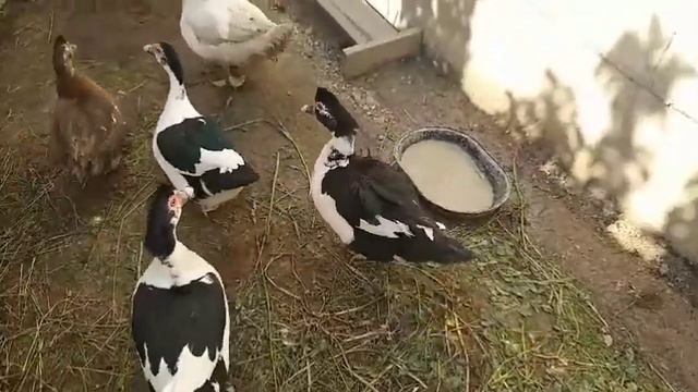 Сколько индоуток несётся////кто хочет сесть на яйца/// смотреть онлайн