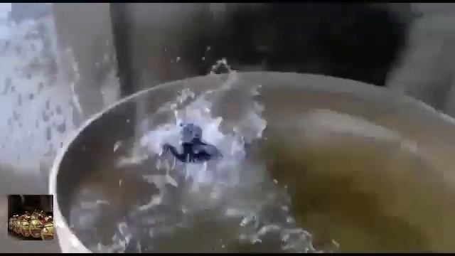 Приколы с животными, кот прыгает на стену! РЖАЧ смотреть онлайн