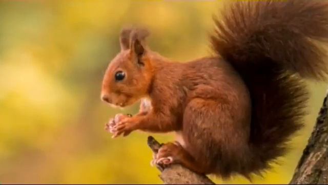 Милые белочки смотреть онлайн