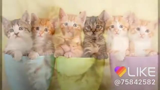 Котятки😺 Заходит те в LlKE❤ Подпишись на меня: Алёна Кот💙💙 смотреть онлайн