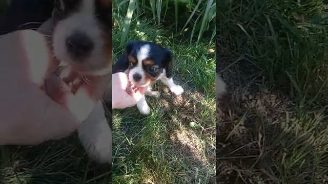 Кавалер Кинг Чарльз Спаниель , девочка возраст один месяц смотреть онлайн