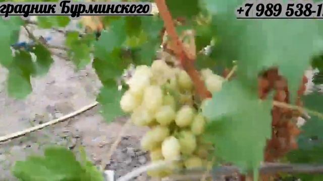 ГФ. Винограда Дынька (Пысанка О.М.). смотреть онлайн