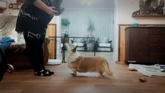 Делисия. Скоро 10 лет)Танцуем)) смотреть онлайн