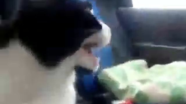 Кошка первый раз в машине) смотреть онлайн