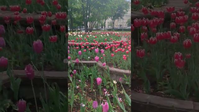 Очень красивая клумба из тюльпанов..М.Аэпопорт. смотреть онлайн