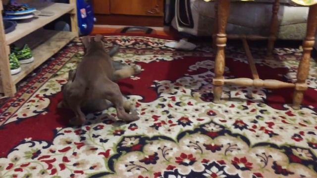 История волка Аяврика часть I смотреть онлайн