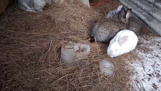 КРОЛЫ.ЗИМОВКА САМОК В УСЛОВИЯХ ЗИМЫ -40. смотреть онлайн