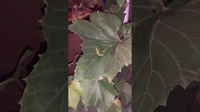 Гусеница махаона (Papilio machaon) смотреть онлайн
