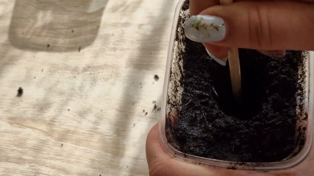 Как сажать кабачки. Выращиваем кабачки на рассаду. Выращиваем кабачки дома.Сорт" Кавили". смотреть онлайн