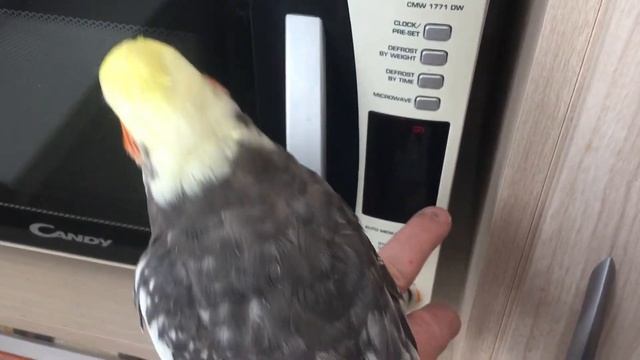 Cockatiel talks to Microwave смотреть онлайн