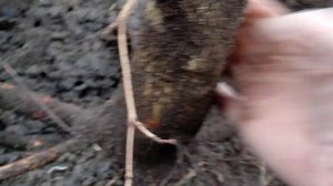 Фундук.Медвежий орех.Пересадка взрослого дерева Медвежего ореха.