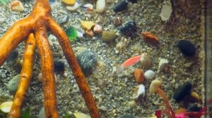 Объемный фон из грунта в аквариуме / DIY Вackground in the aquarium.