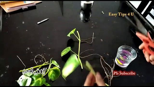 വീട്ടിൽ മണിപ്ലാന്റ് ഇങ്ങനെ വെച്ചാൽ പണം നിറയും ? അറിഞ്ഞിരിക്കണം / ചെകുത്താന്റെ വള്ളി / Money Plant смотреть онлайн