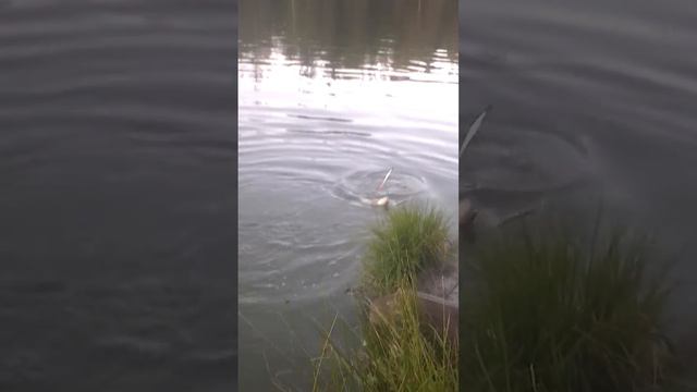 Как мы ловили осетра смотреть онлайн