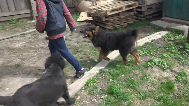 Монгольские банхары, 4 месяца. смотреть онлайн