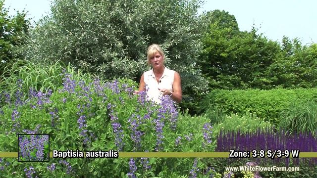 Baptisia Australis from White Flower Farm смотреть онлайн