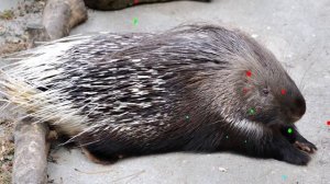 Дикие травоядные животные. ? Видео с викториной для детей. ?️ Учим имена зверей.