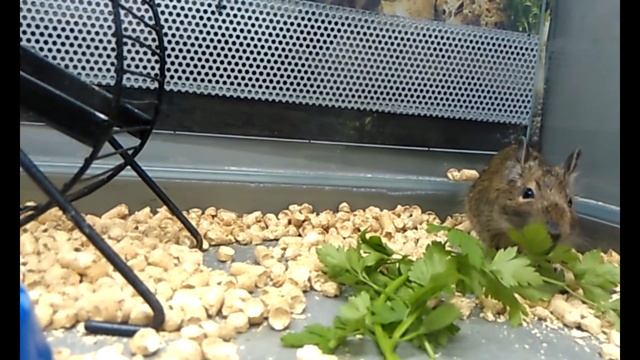 Чилийская белка дегу. Приобретайте симпатичного зверька чилийскую белку . смотреть онлайн