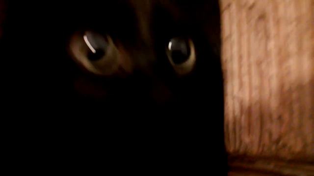 Кошачьи разборки (эпизод 3) смотреть онлайн