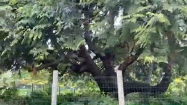 Parc Monceau - Monceau Parkı'nda Gezinti