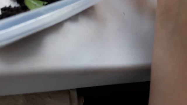 Беру маленькую улитку в руки смотреть онлайн