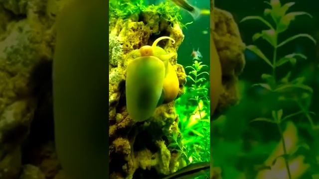 Аквариумная улитка Ампуллярия смотреть онлайн