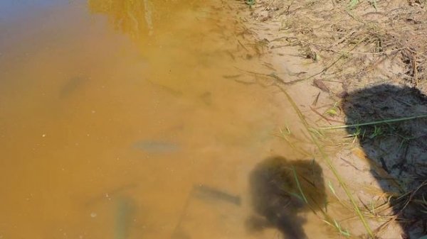 Рак ЯББИ. Заселение пруда австралийскими раками ЯББИ. ЯББИ-разрушитель. Cherax destructor. Синий ра