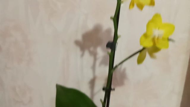Орхидея,,Yellow Buttercup,,Жёлтый лютик смотреть онлайн