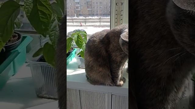 Рассада и Сказка на балконе, солнечный день смотреть онлайн